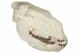 Fossil Running Rhino (Hyracodon) Skull - South Dakota #192112-6